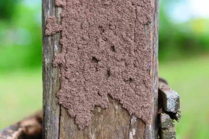 Battling the Hidden Threat: Effective Termite Control in Gold Coast